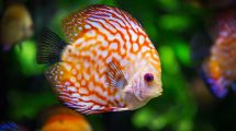 es-10-meilleurs-poissons-pour-debuter-avec-un-petit-aquarium